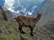 10 stambecco sulla cima del M. Aga